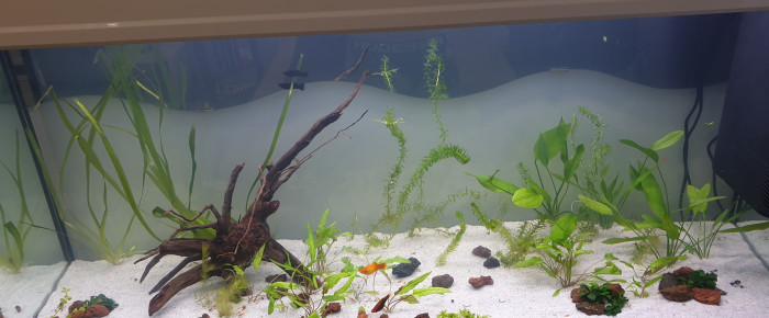 aquarium Debutant , de Marco13