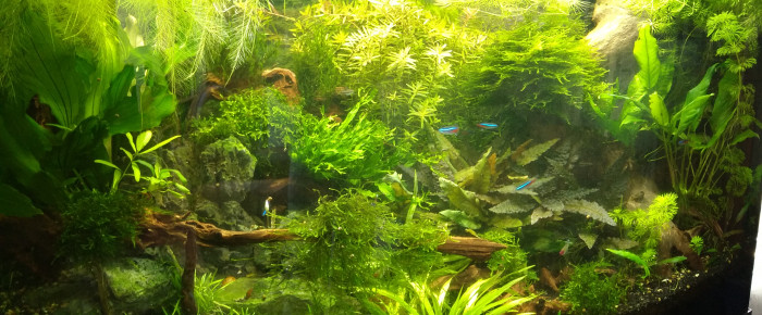 aquarium Jungle 180 , de Stef7524