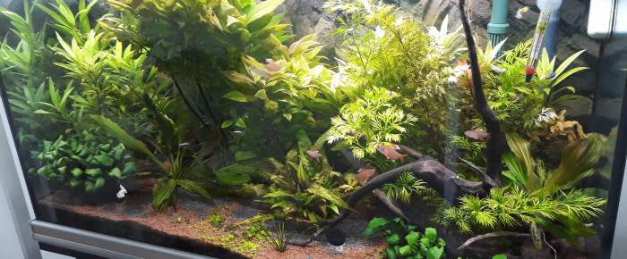 aquarium 200L , de Sylvette