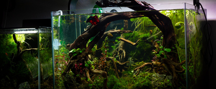 aquarium La forêt millénaire , de MrBear