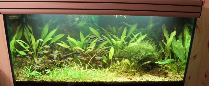 aquarium MON 200L arret le 03 Aout 2022 , de CHAQUA