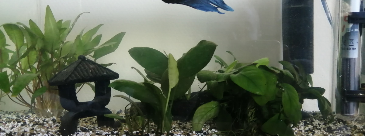 aquarium La Maison du Betta