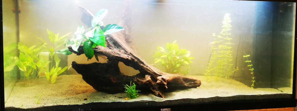 aquarium Fres