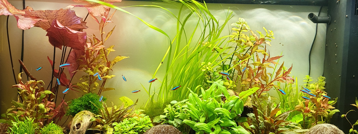 aquarium Numéro 1