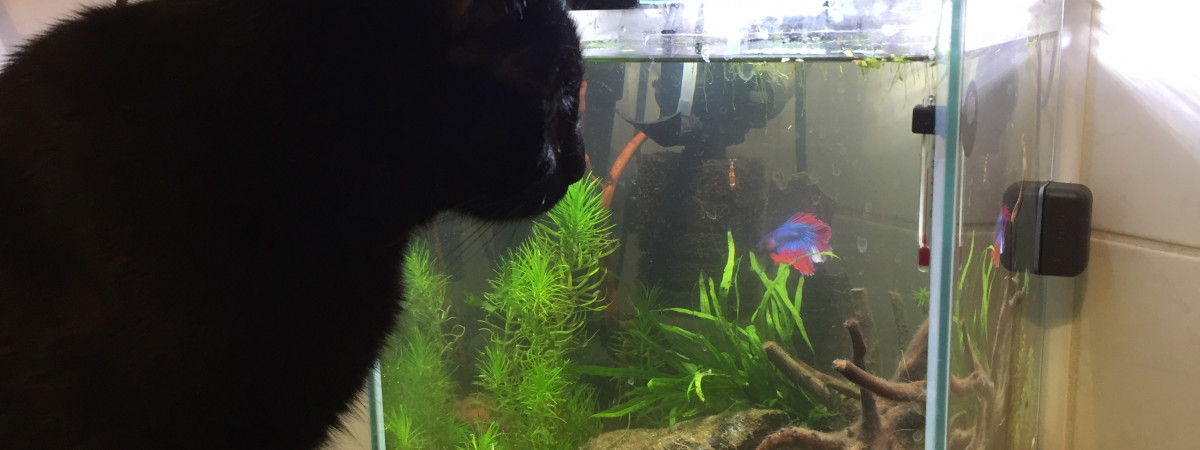 aquarium USS-Enterprise