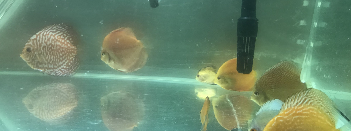 aquarium Bac de grossissement