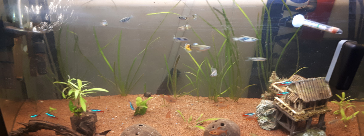 aquarium Guppy