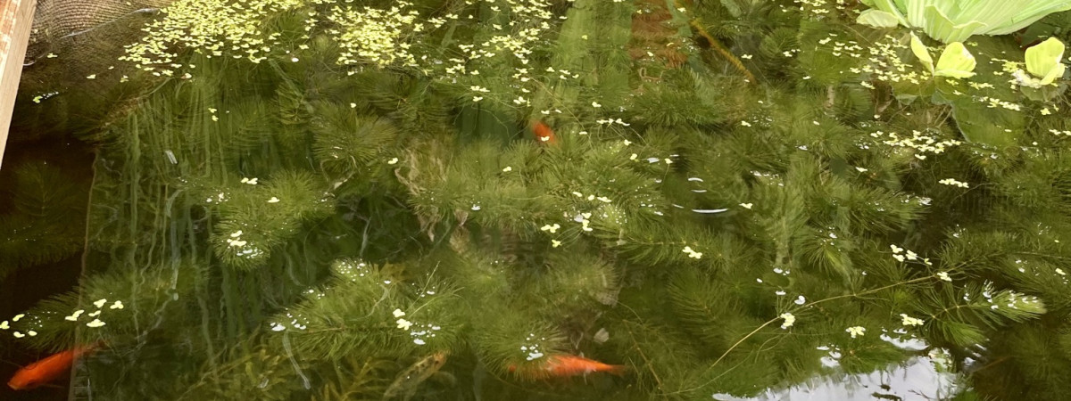 aquarium bassin bio actif
