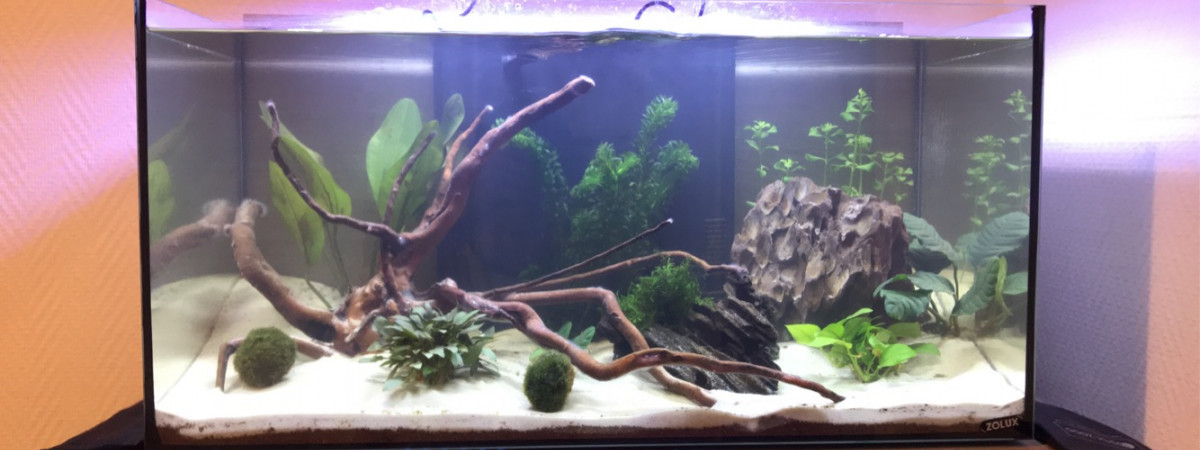 aquarium Petit paradis