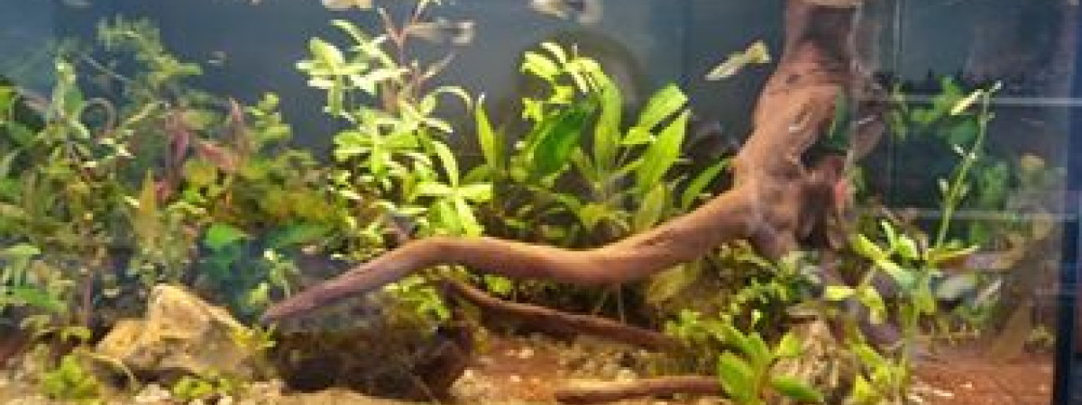aquarium GuppyCoryCrevettesGastéropodes
