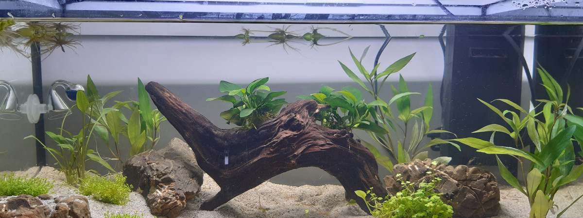 aquarium 50L