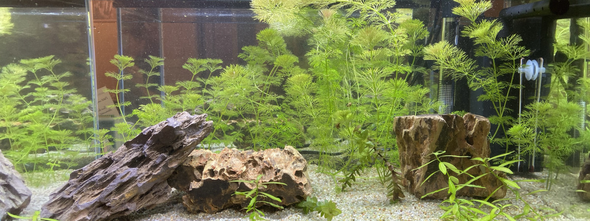 aquarium Bikini Bottom