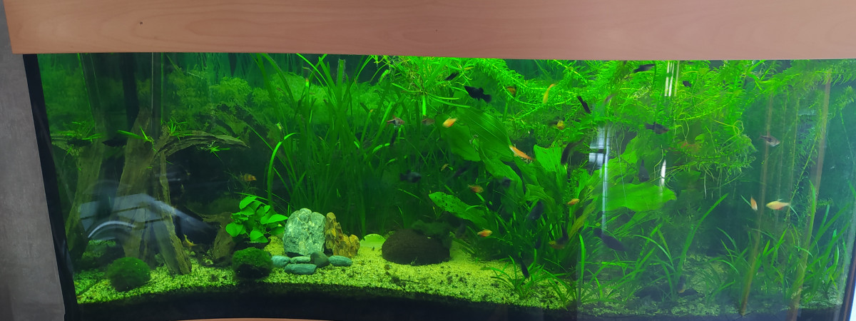aquarium aquarium vague