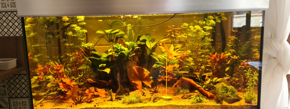 aquarium Maison