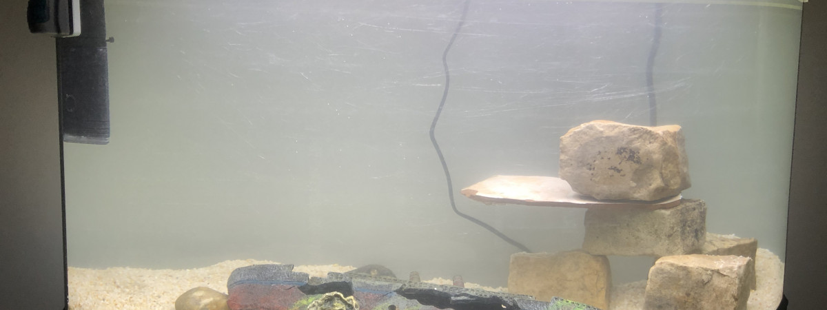 aquarium laura