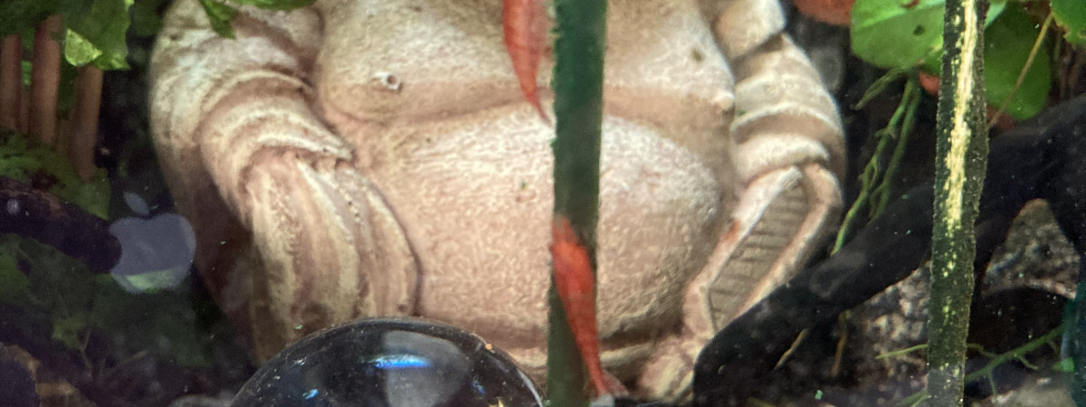 aquarium Mon 35 litres