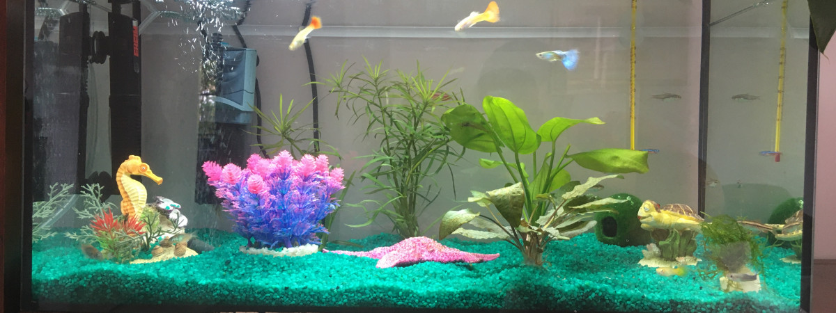 aquarium Number1