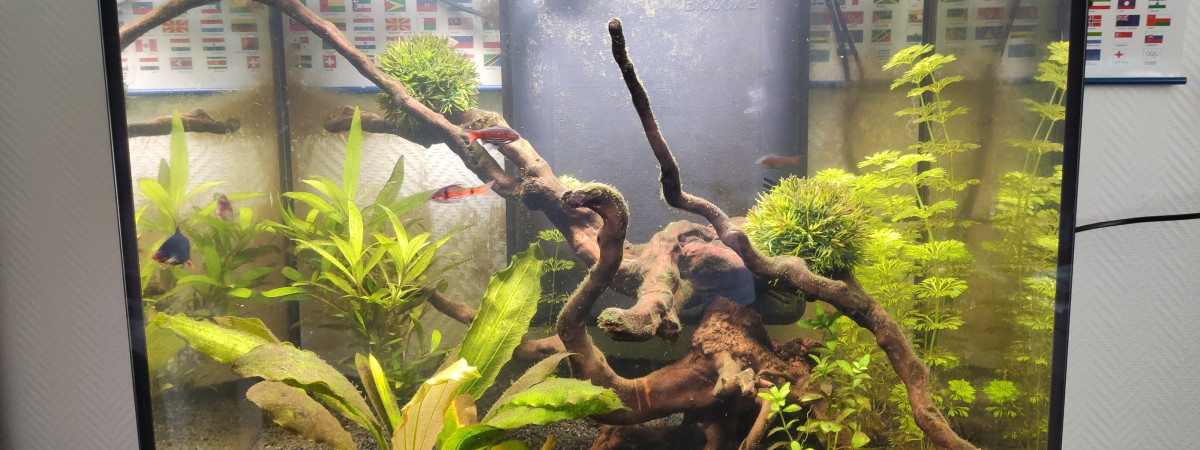 aquarium carré