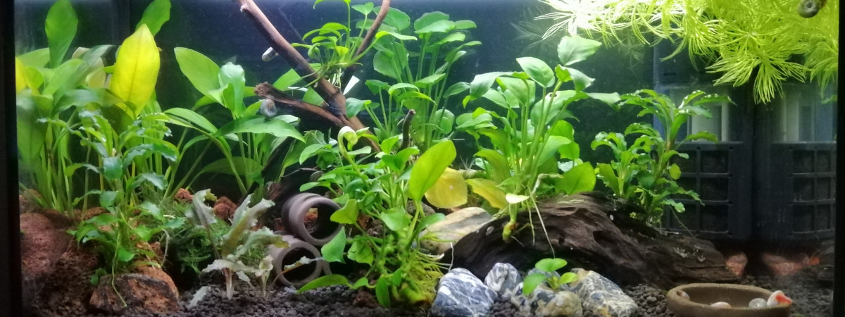 aquarium 20L Neocaridina Yellow