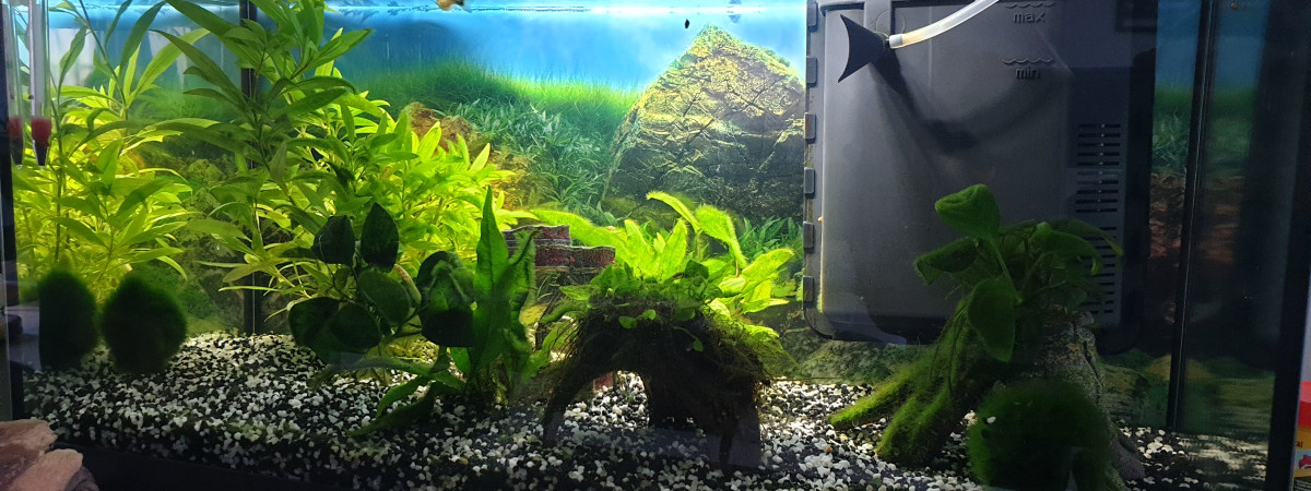 aquarium My dream