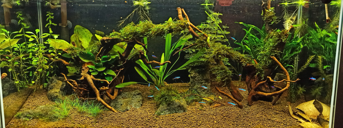 aquarium Amazonie