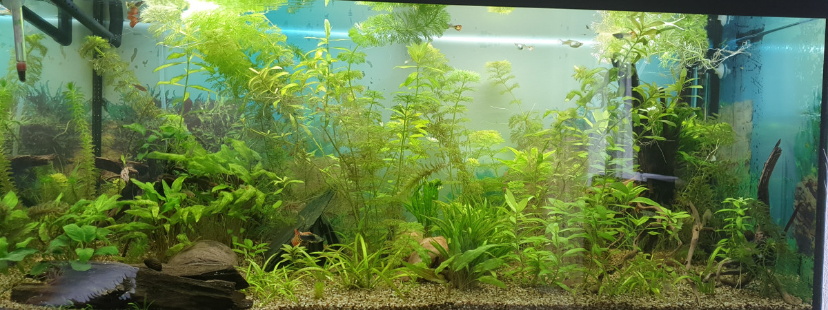 aquarium 180l