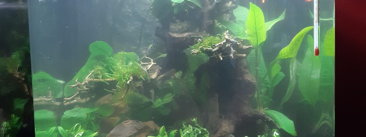 aquarium Betta