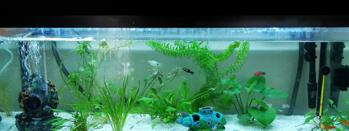 aquarium 120l