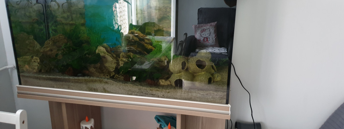 aquarium Cichlides
