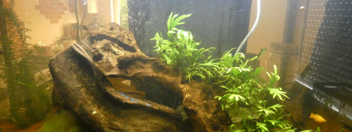 aquarium bac de 100 litres photos a venir