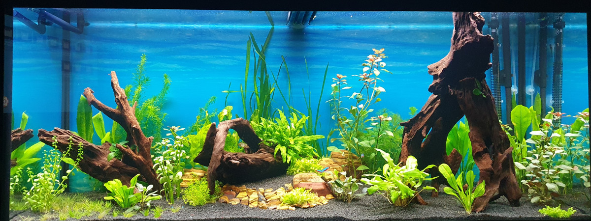 aquarium Amazon Paradize