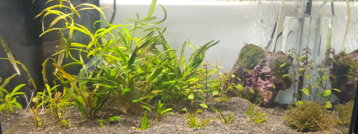 aquarium Principal