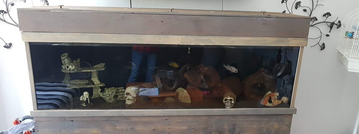 aquarium Cichlider