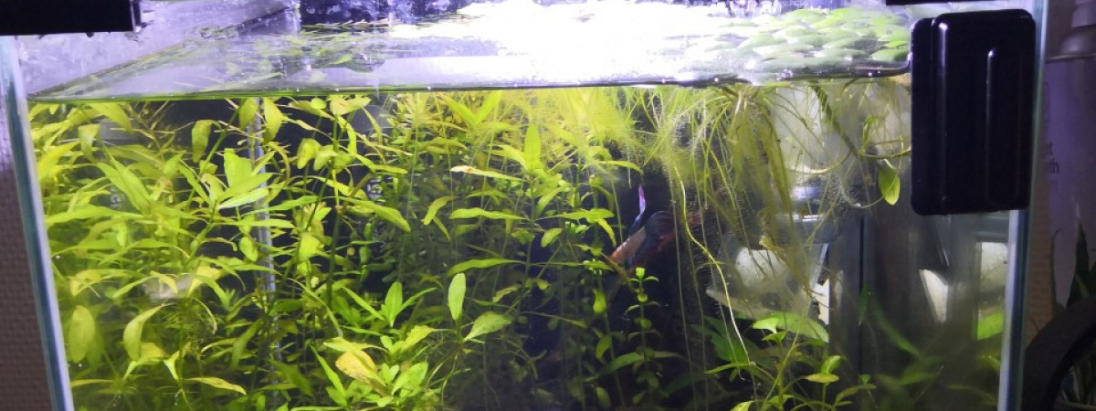 aquarium Bac Combattant