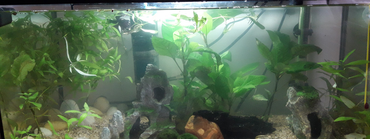 aquarium Irenaben
