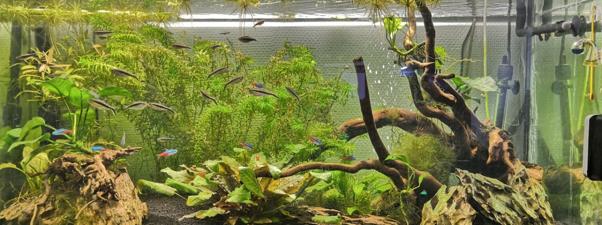 aquarium Bac amazonien 130L