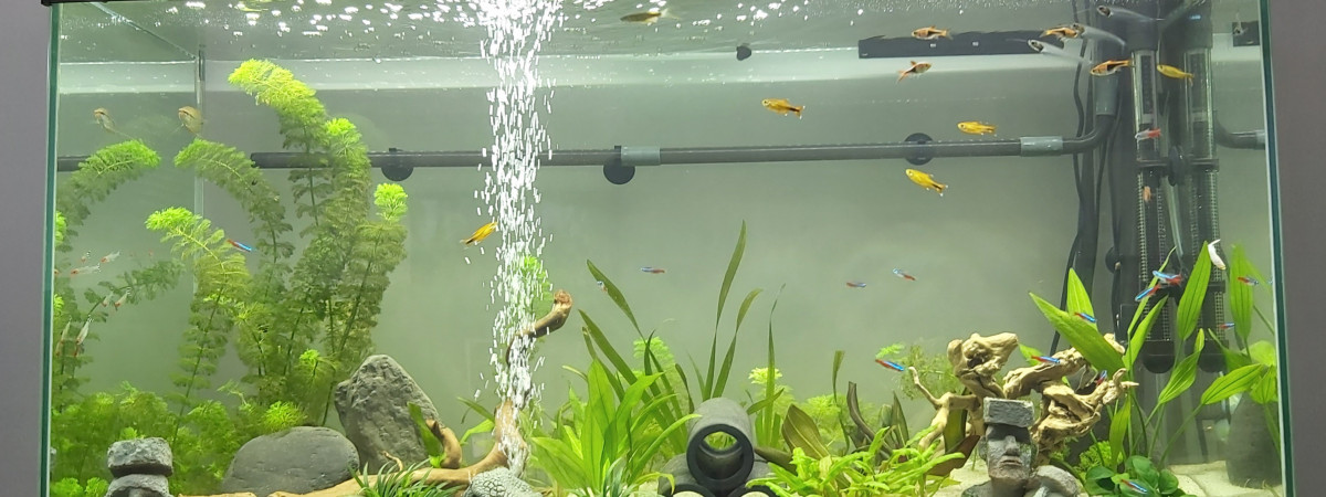 aquarium Premier aquarium évolution au bout de 6 mois