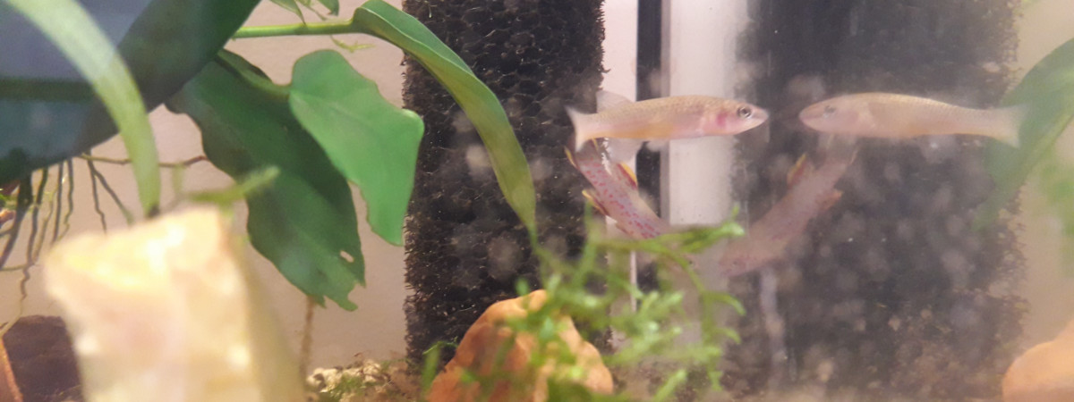 aquarium Fp Gardneri