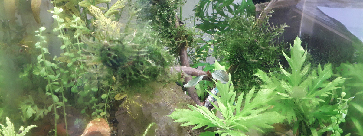 aquarium Shrimp and co