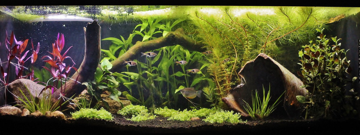 aquarium 200 litres asiatique low tech