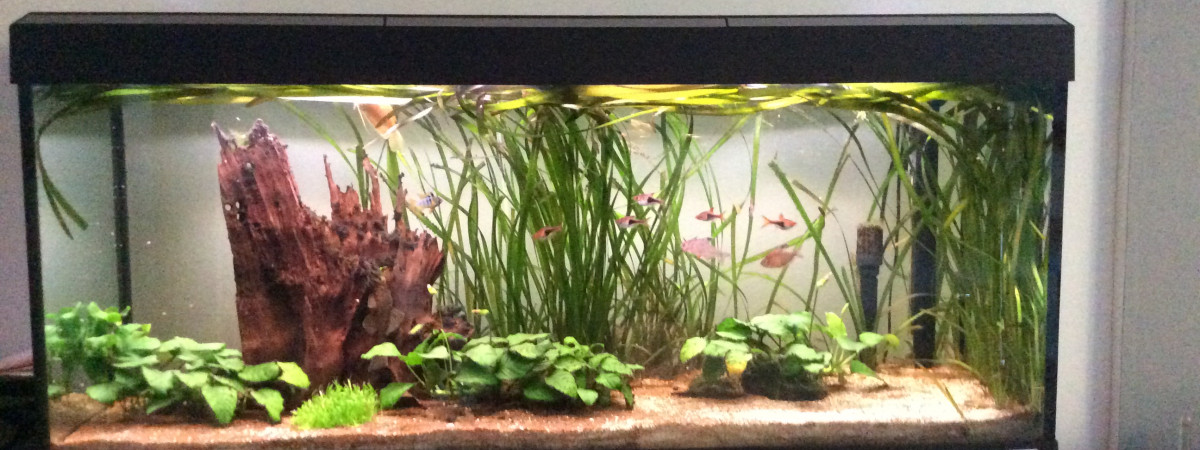 aquarium Eau douce communautaire