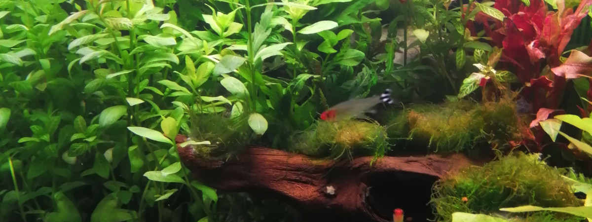 aquarium 60ltr Nanocube