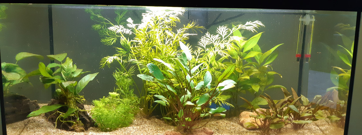 aquarium Aquatlantis 60L