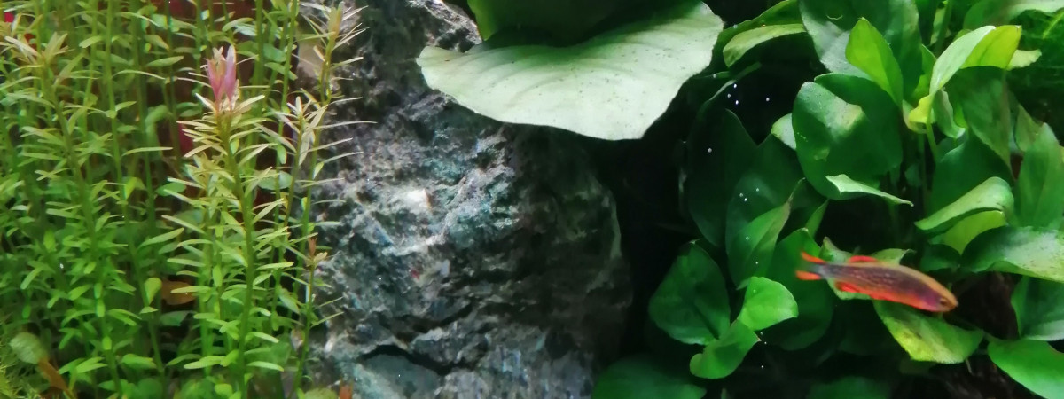 aquarium 60ltr.Nanocube 2