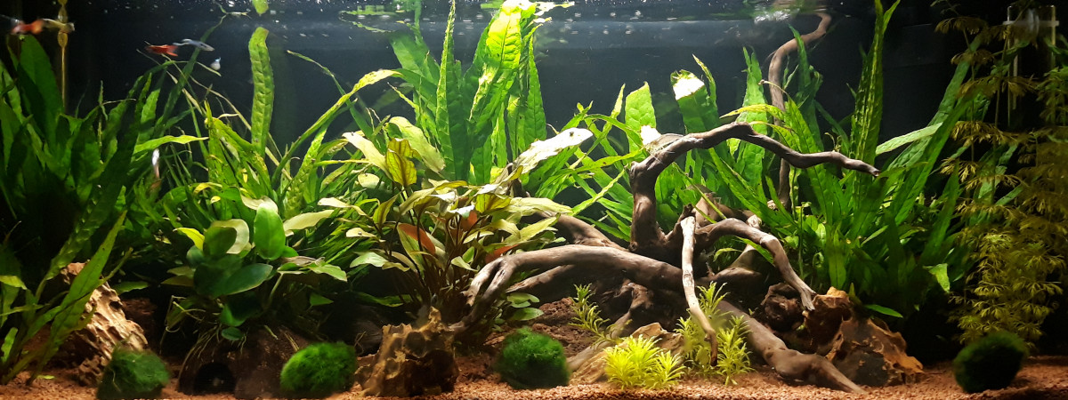 aquarium Amazojaponais