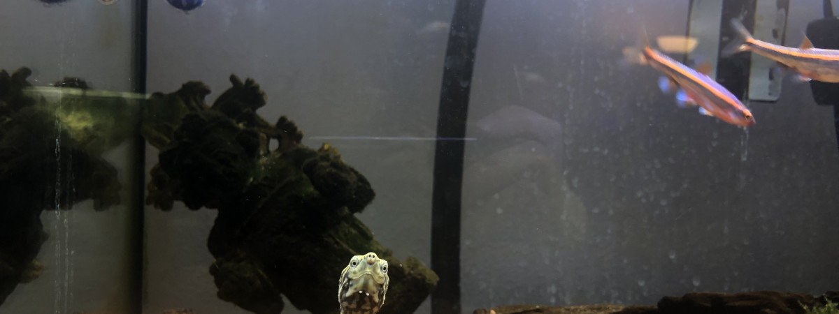 aquarium Biotope nord américain Alabama