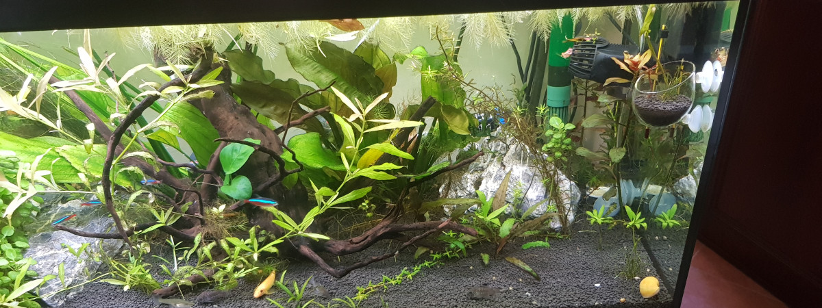 aquarium vivaline