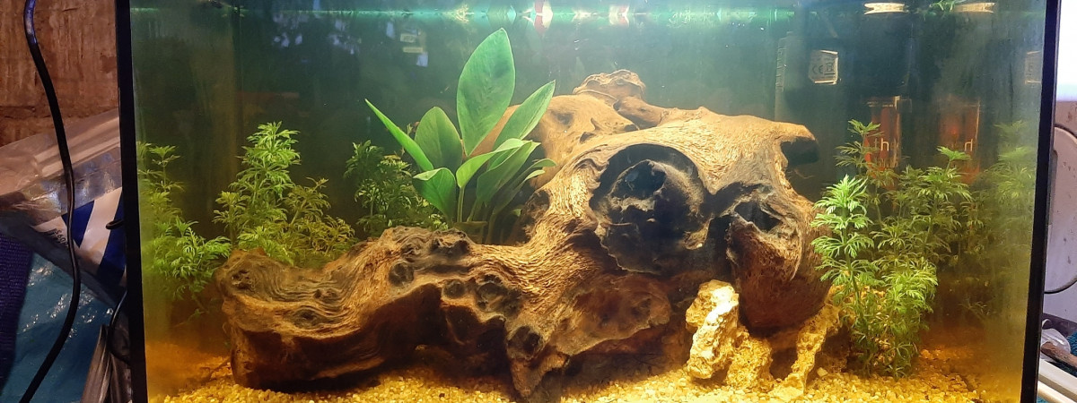aquarium Afriq