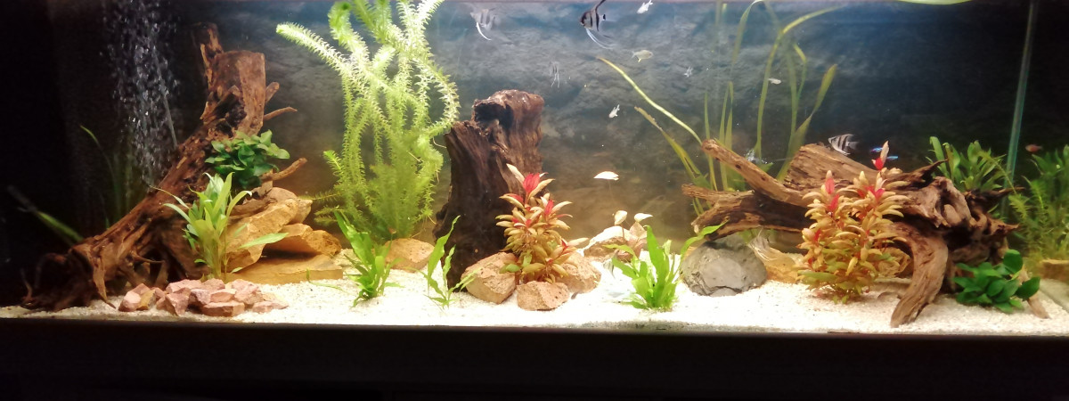 aquarium Amazonnien