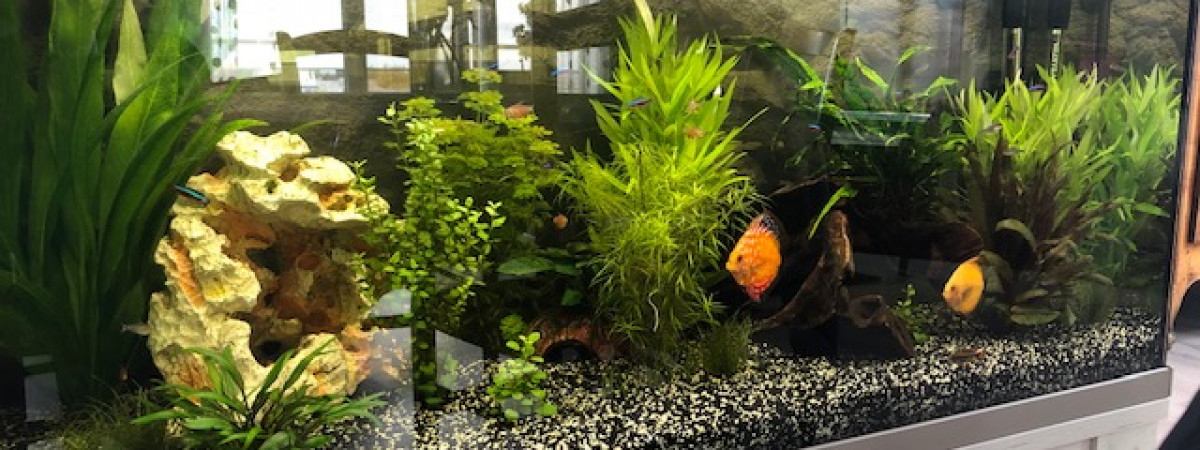 aquarium Discus and CO